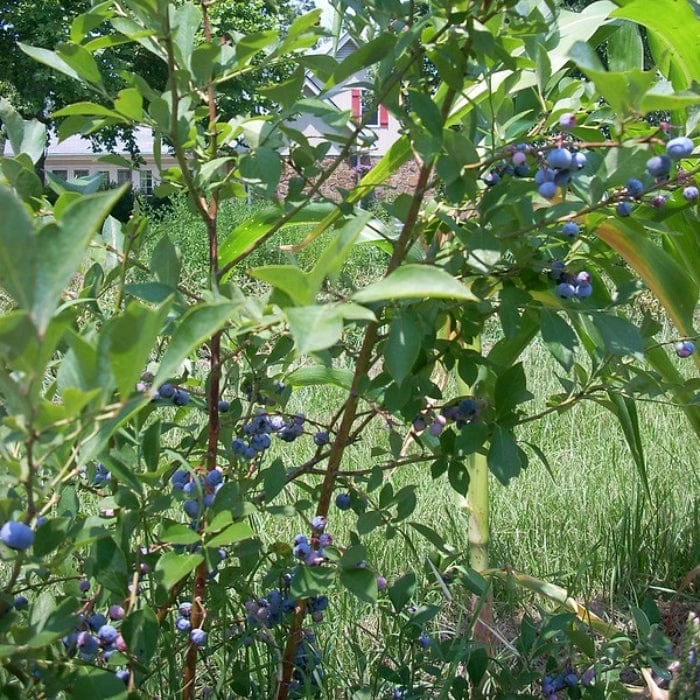 Ozarkblue' Blueberry Bush - Image 2