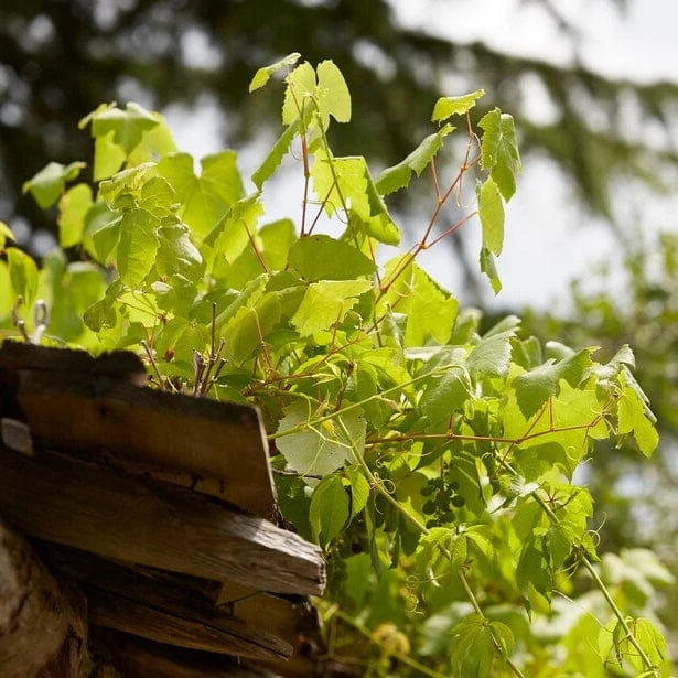 'Perlette' Grape Vine - Image 2