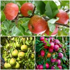 The 3 Top Performing Fruit Trees To Grow In The UK | Apple, Pear & Plum