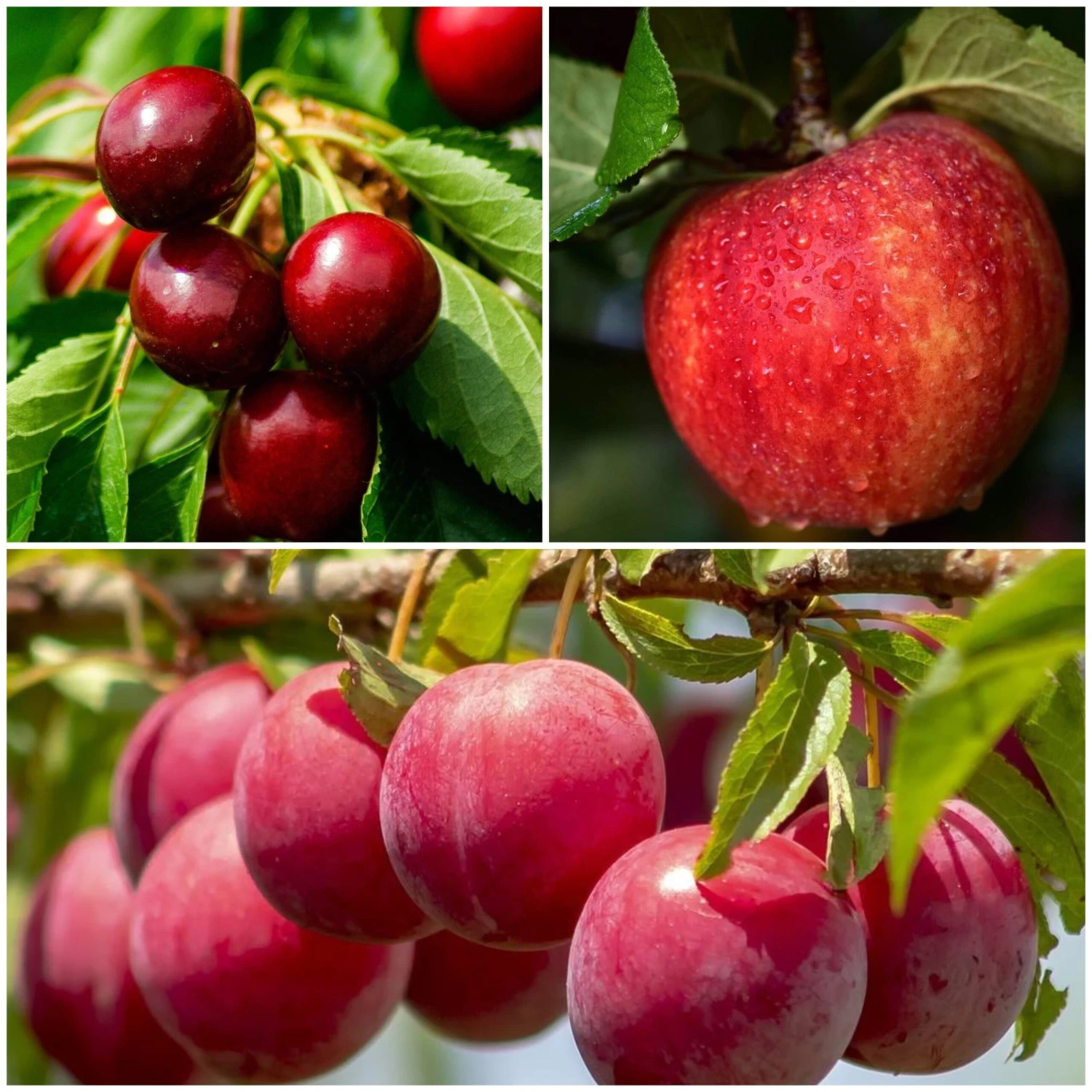 Mini Orchard Collection | Apple, Cherry & Plum