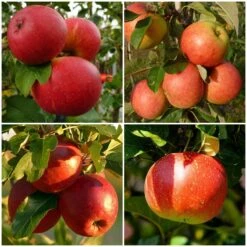 Endless Apples Collection | Scrumptious, Braeburn Hillwell, James Grieve & Red Windsor