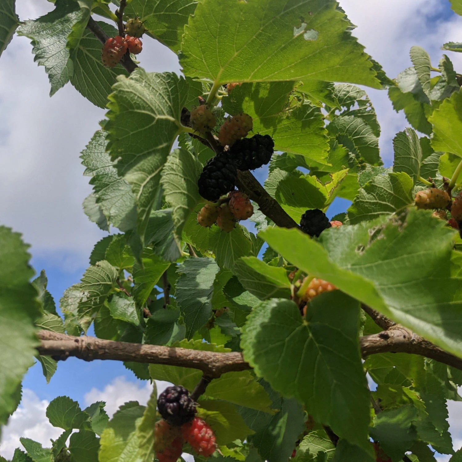Repsime Mulberry Tree - Image 5