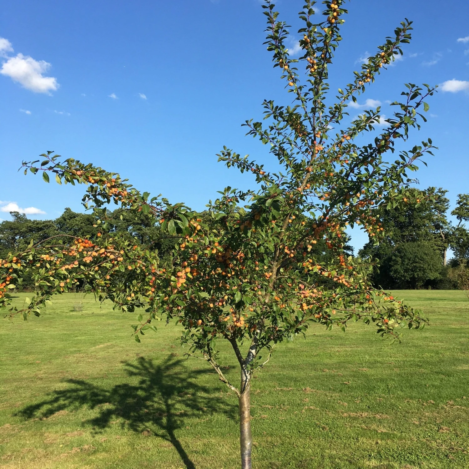 Mirabelle De Nancy Plum Tree - Image 8