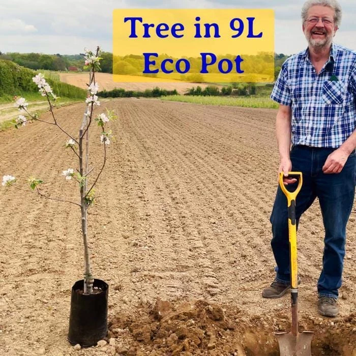 Repsime Mulberry Tree - Image 6