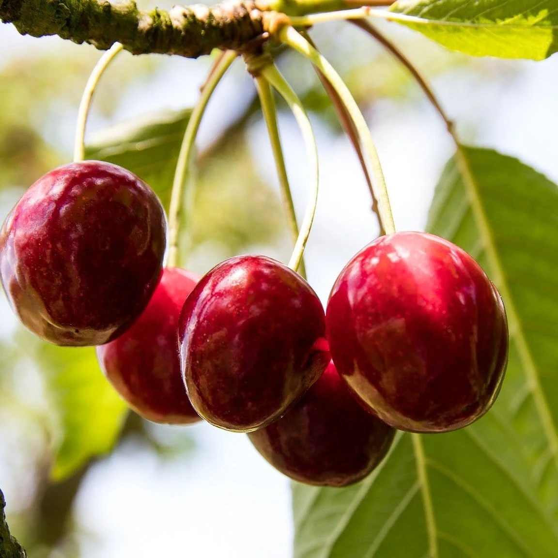 'Karina' Cherry Tree
