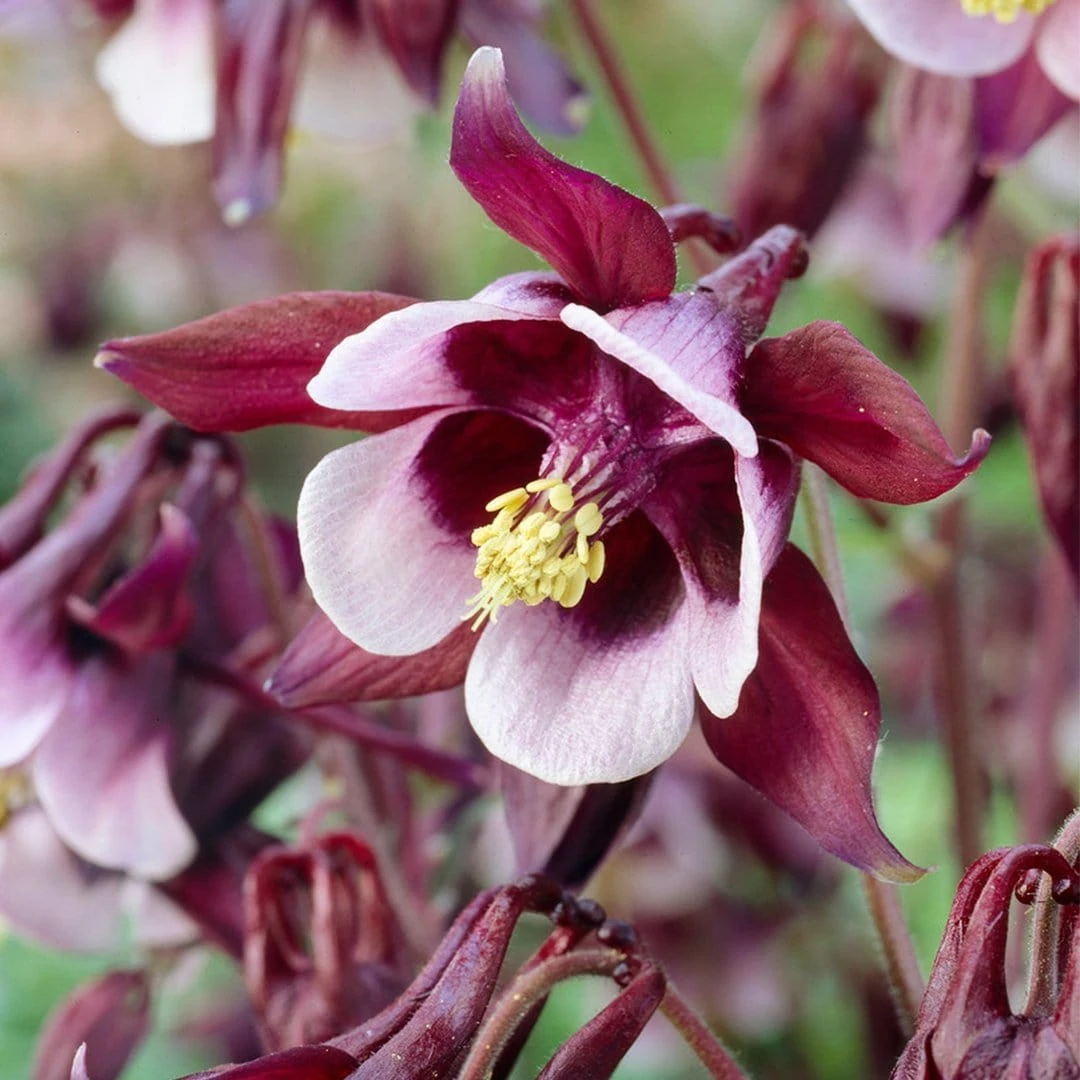 Aquilegia 'William Guiness' - Image 2