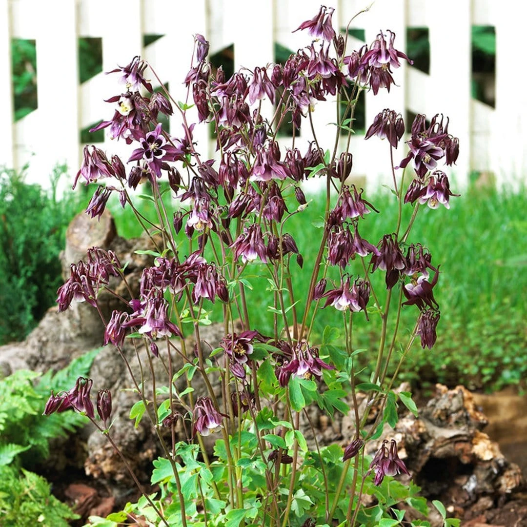 Aquilegia 'William Guiness' - Image 3