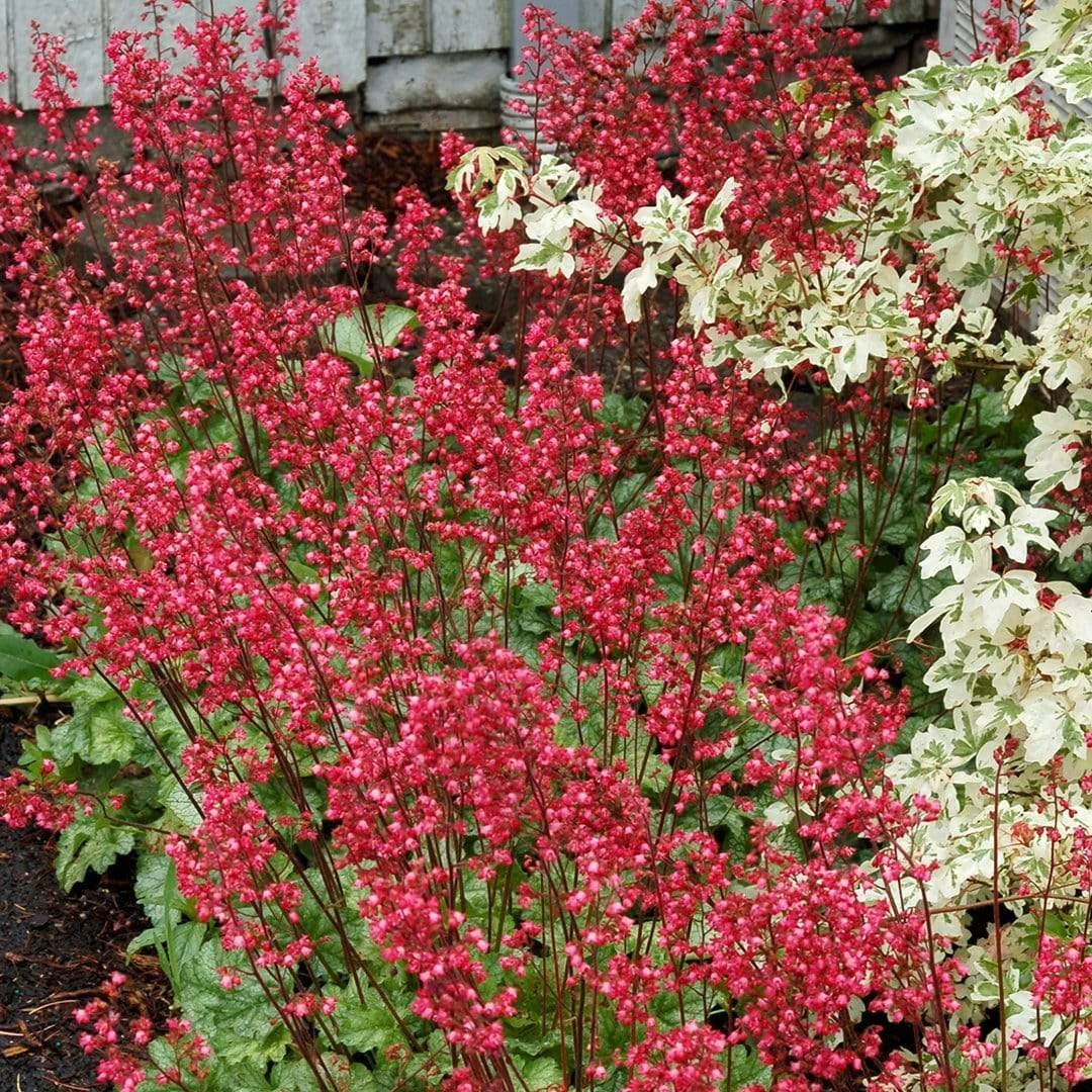 Heuchera 'Paris' - Image 4