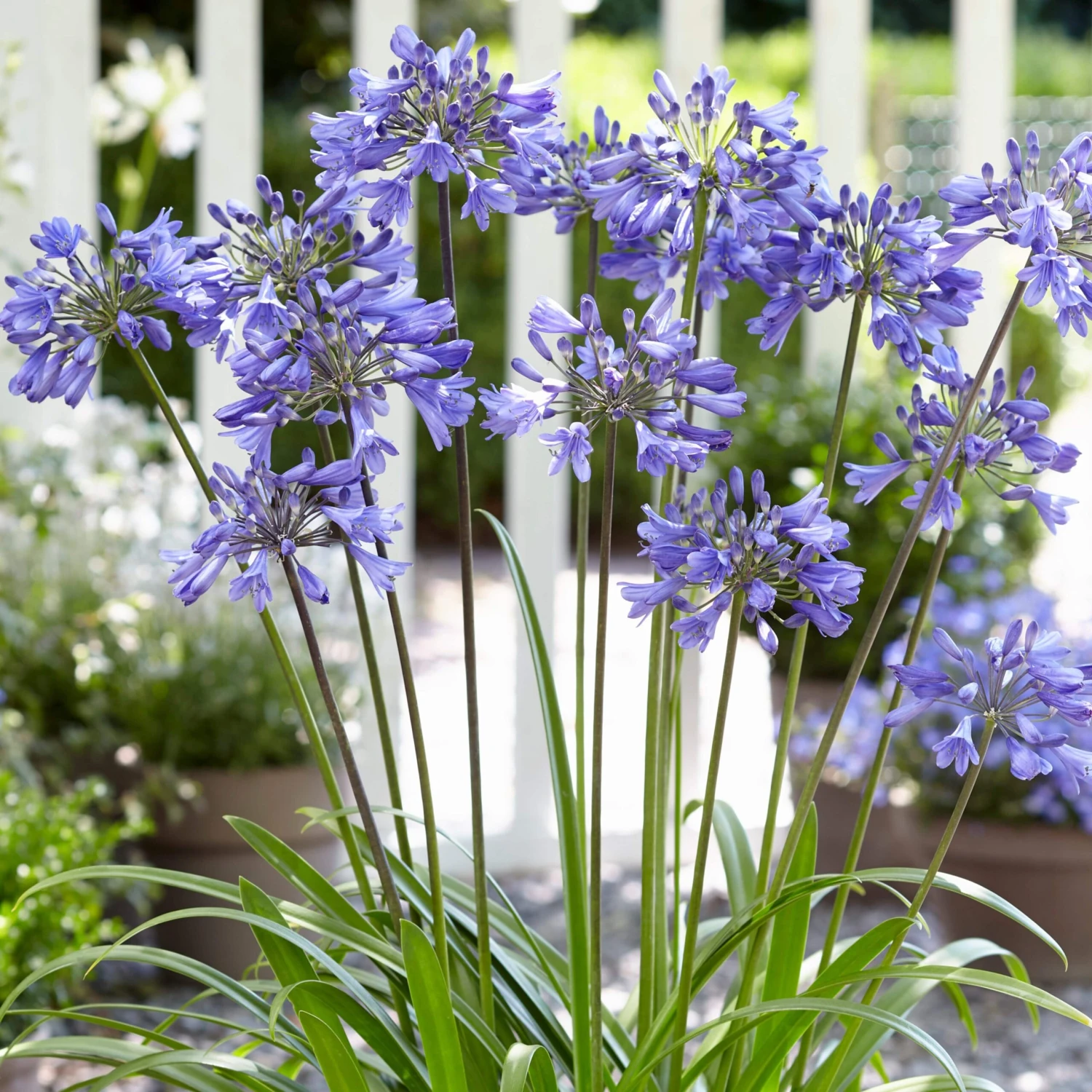 Stately Agapanthus Collection - Image 4