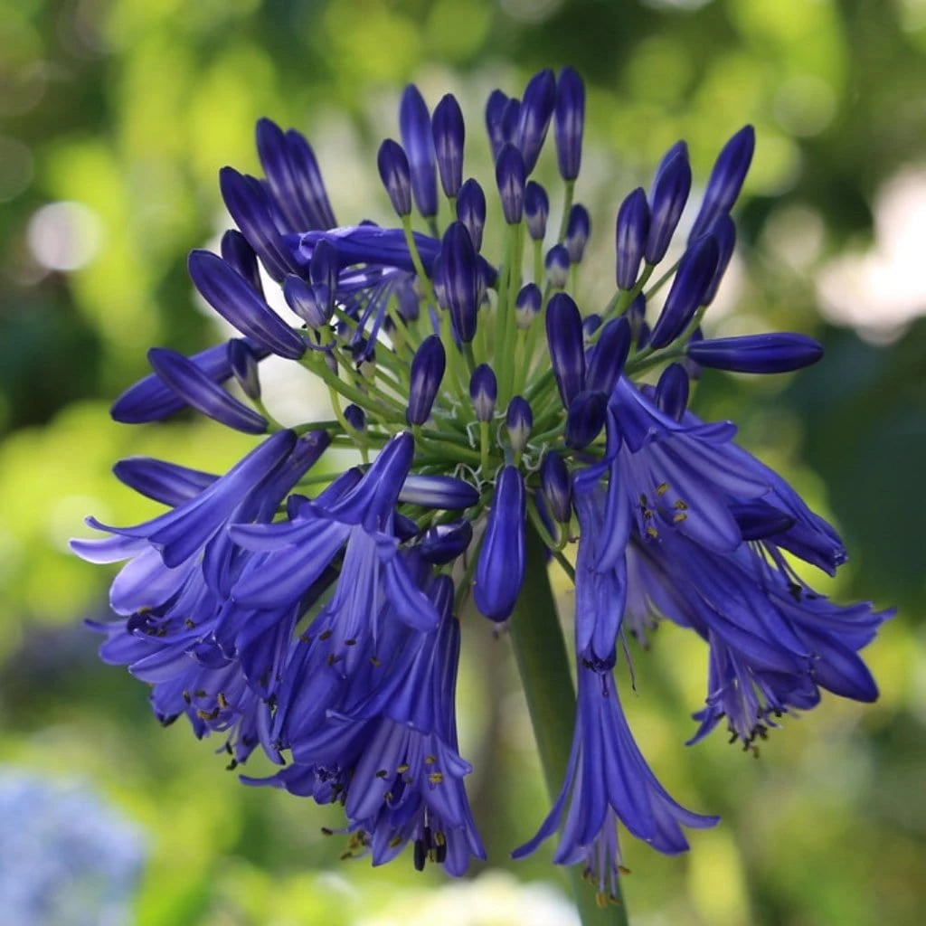 Agapanthus 'Royal Velvet' - Image 4