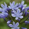 Agapanthus 'Sweet Surprise'