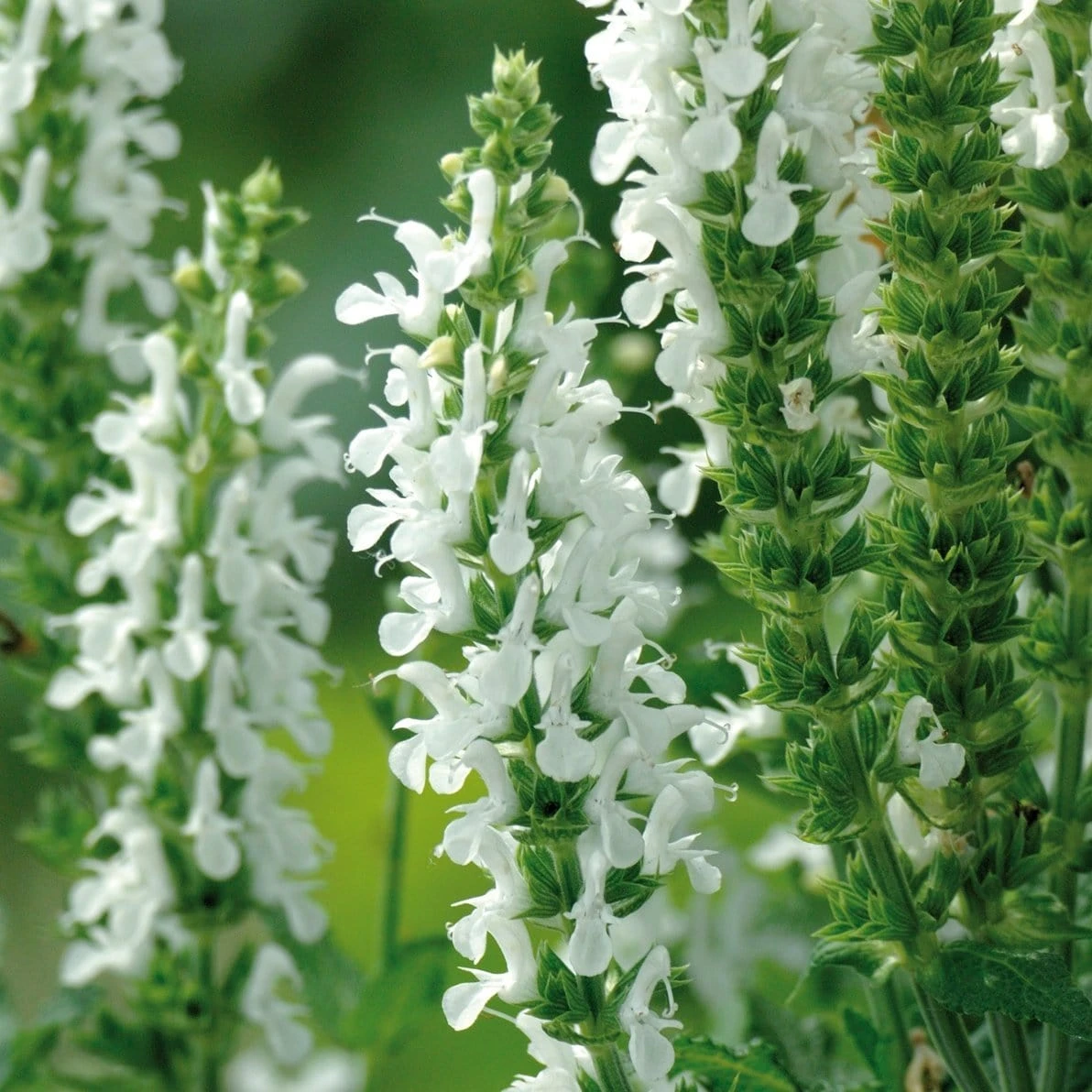 Salvia 'Lyrical White' - Image 2