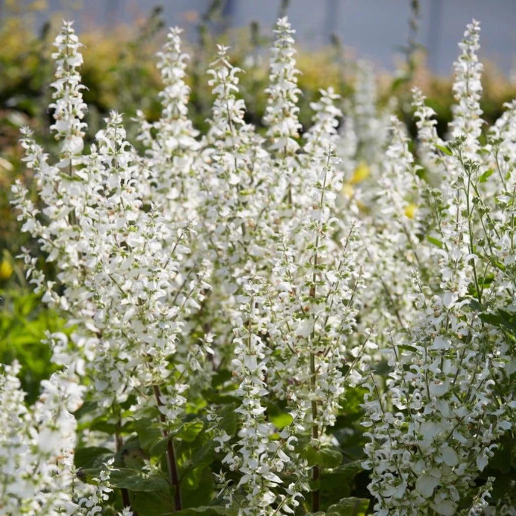 Salvia 'Lyrical White' - Image 3