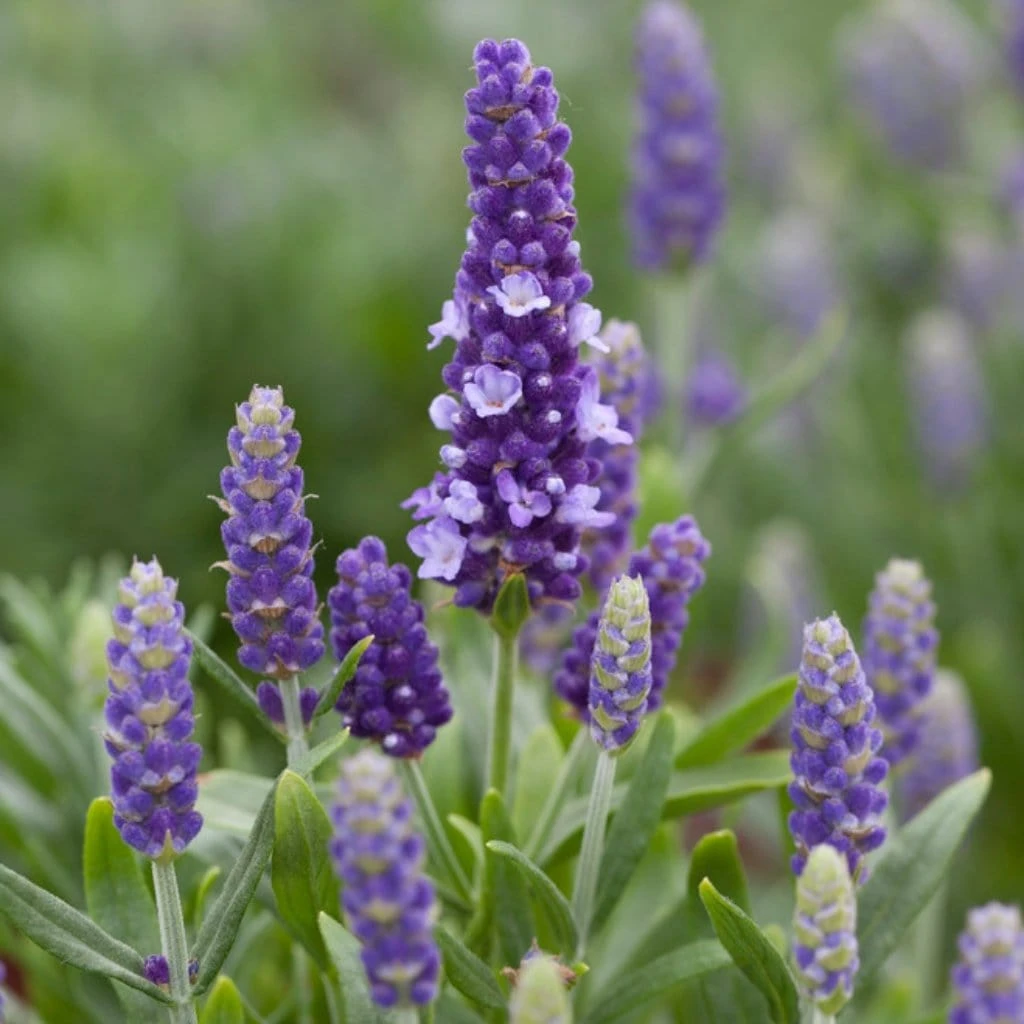Lavender 'Blue Spear'