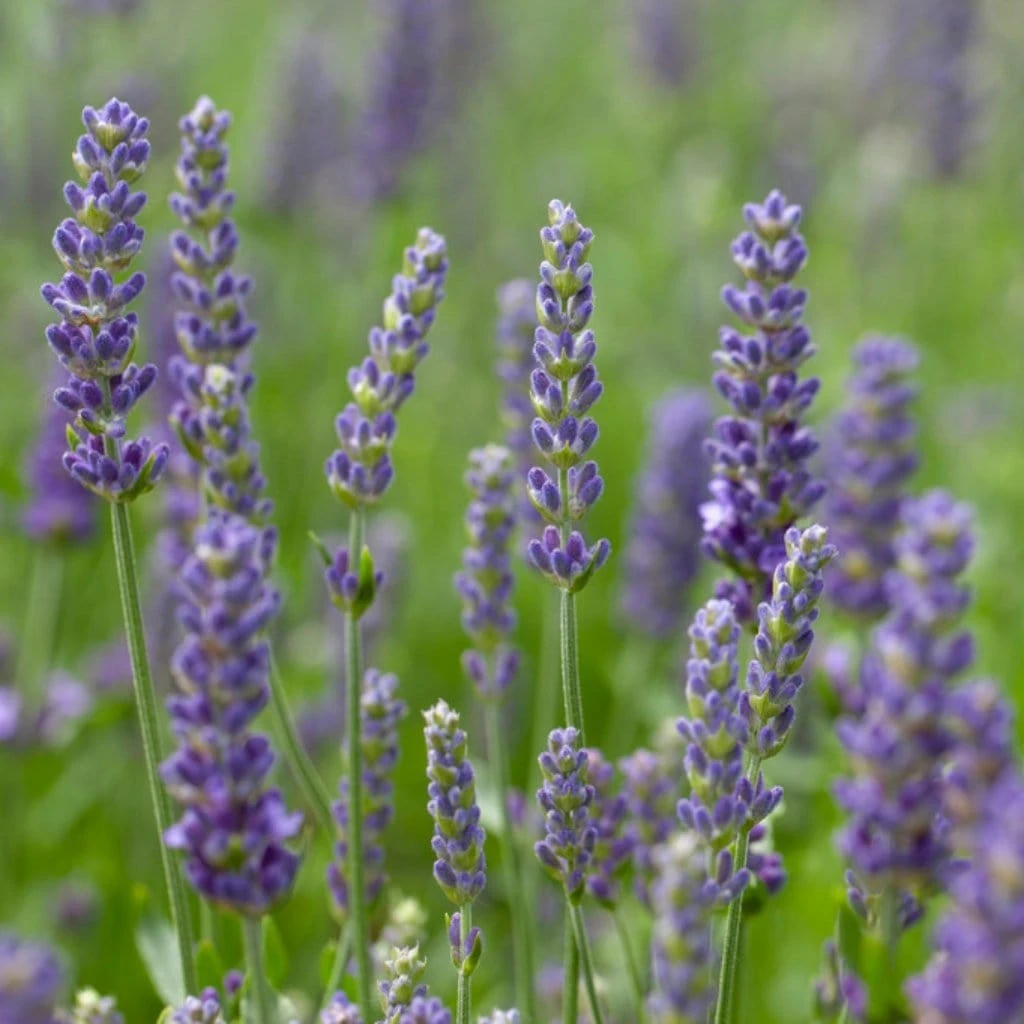 Lavender 'Blue Spear' - Image 2