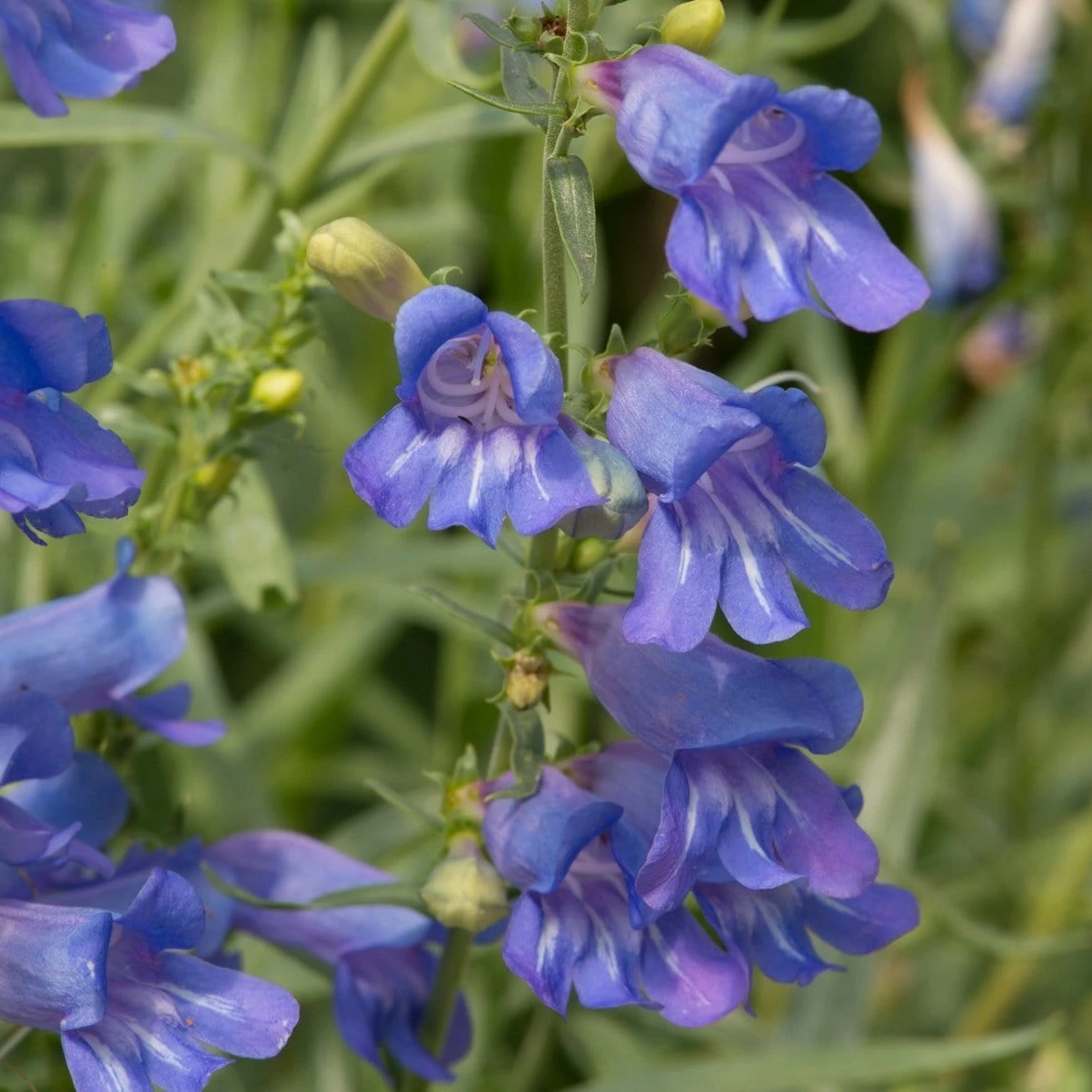 Penstemon 'Electric Blue'