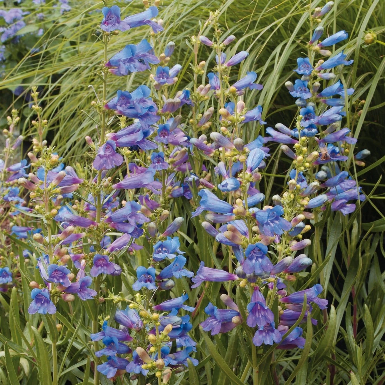 Penstemon 'Electric Blue' - Image 2