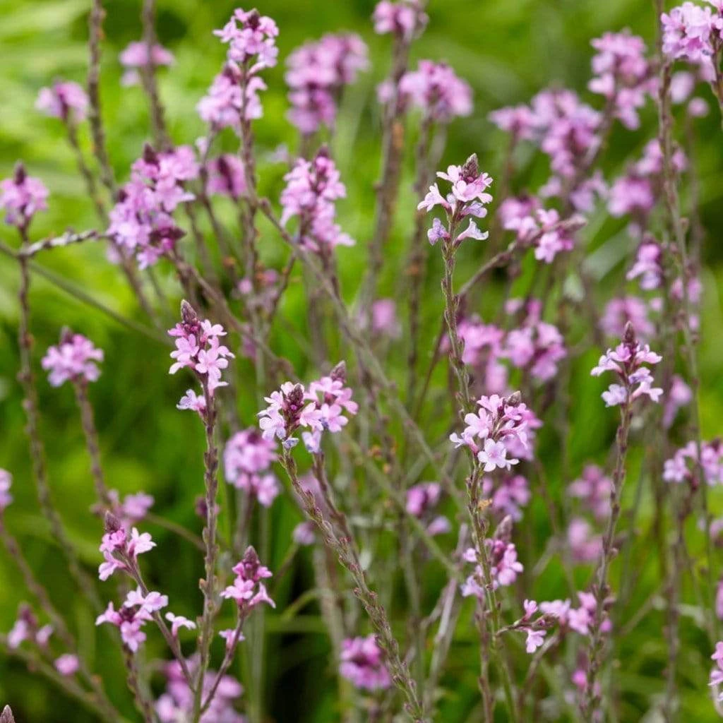 Verbena 'Bampton' - Image 2