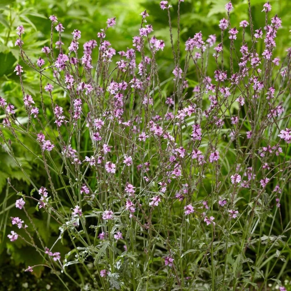 Verbena 'Bampton' - Image 3