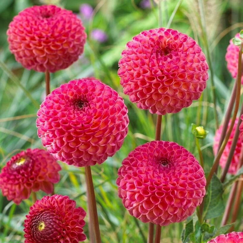 Dahlia 'Burlesca' - Image 3