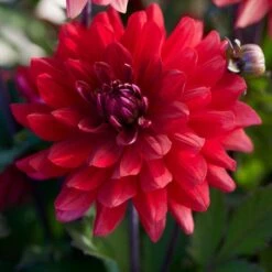 Dahlia 'Karma Amora'