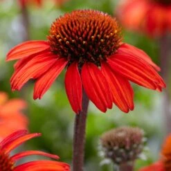 Echinacea 'SunSeekers Red'