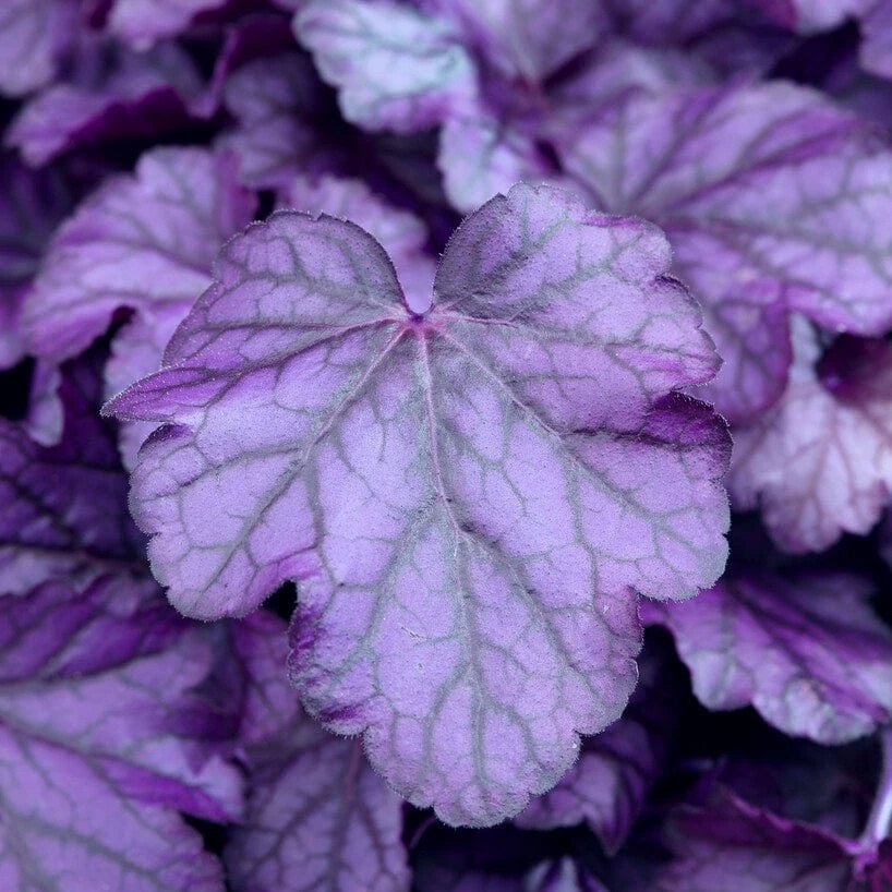 Heuchera 'Wildberry' - Image 2
