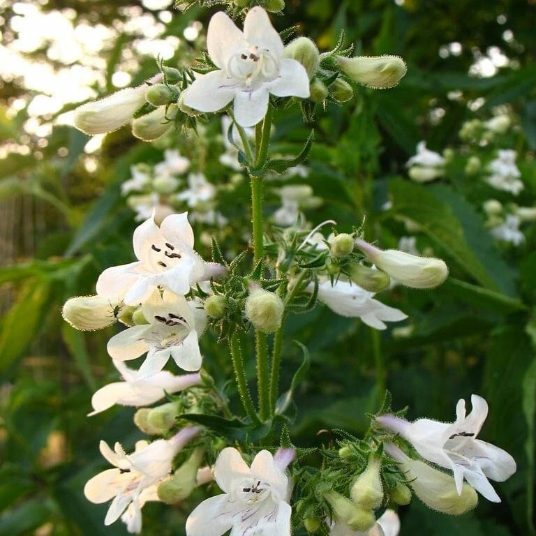 Penstemon 'Pensham Wedding Day' - Image 2