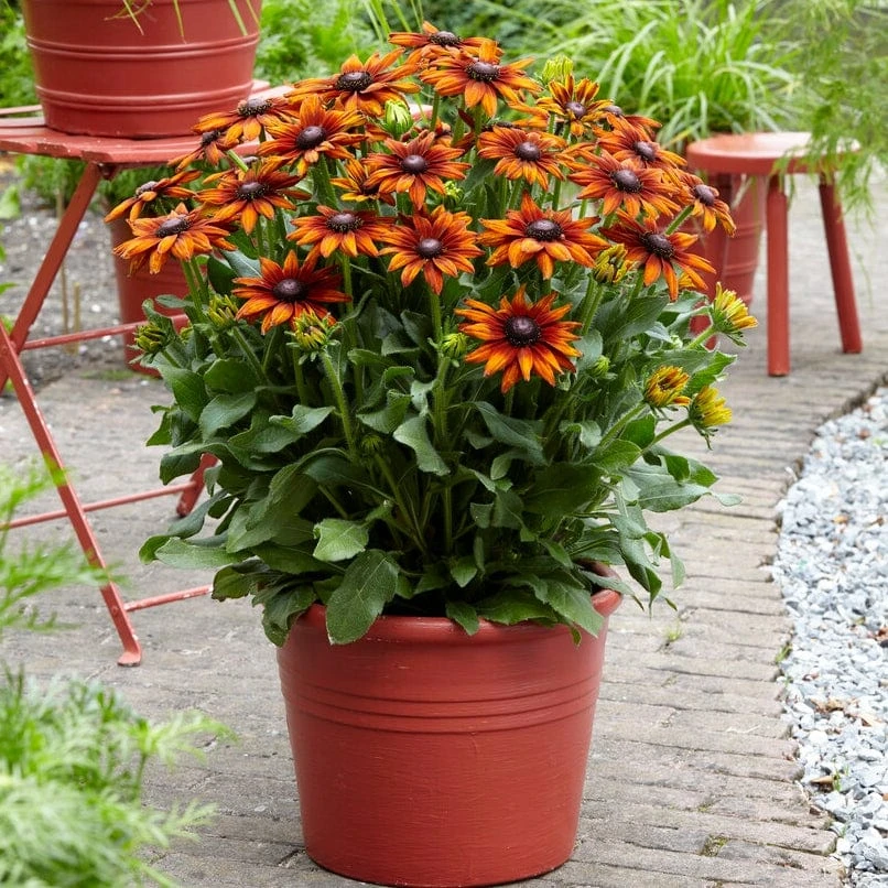 Rudbeckia 'Summerina Orange' - Image 2