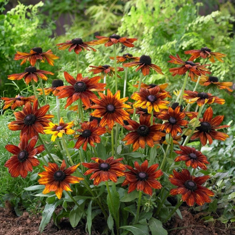 Rudbeckia 'Summerina Orange' - Image 3