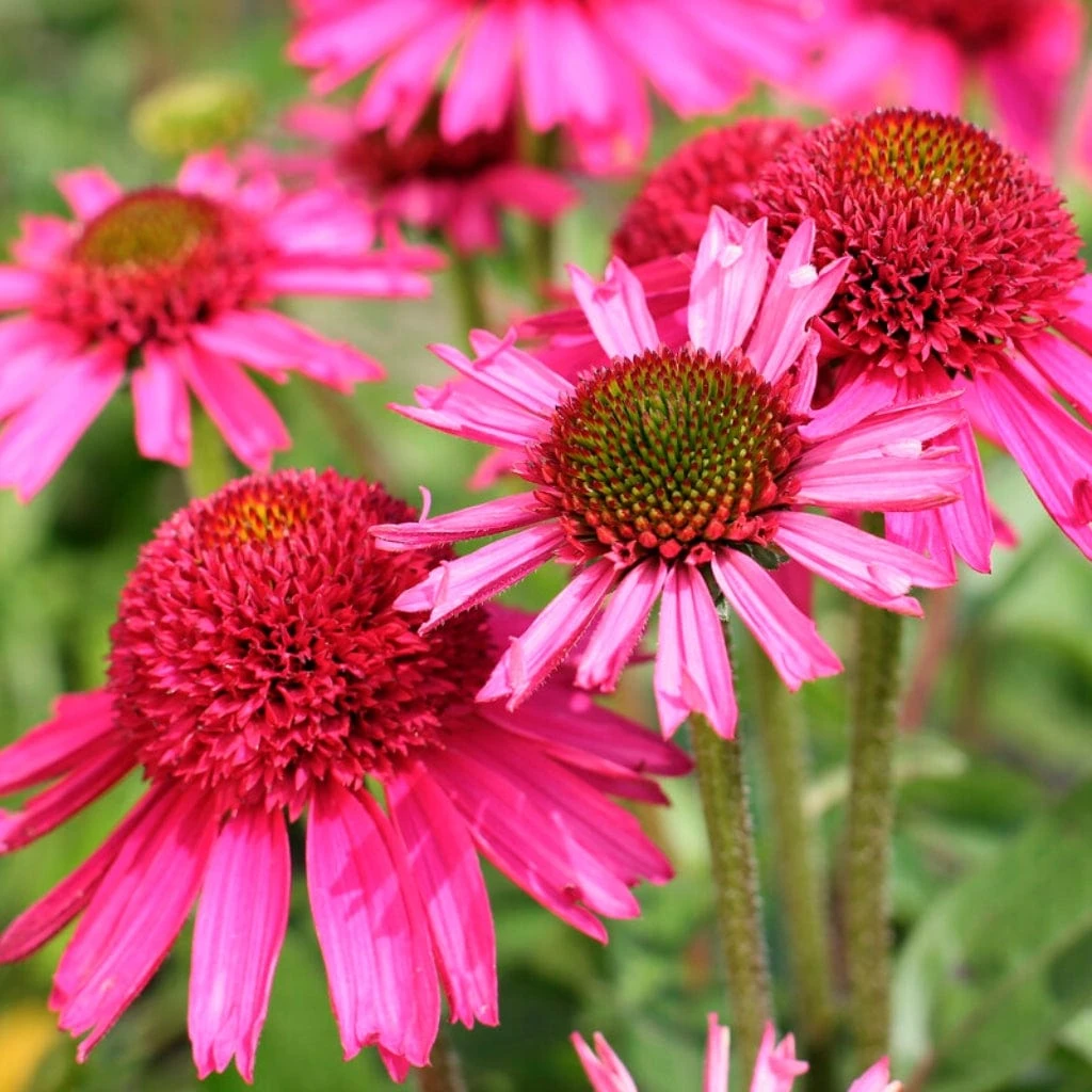 Echinacea 'Delicious Candy' - Image 2