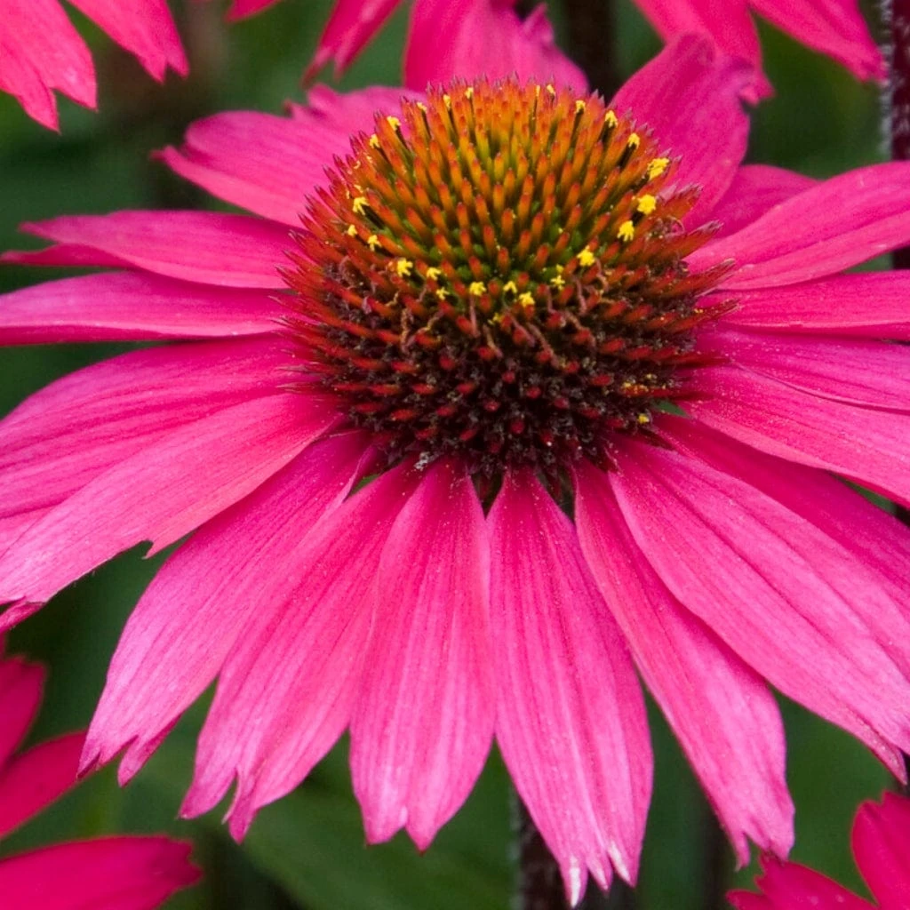 Echinacea 'Sensation Pink' - Image 2