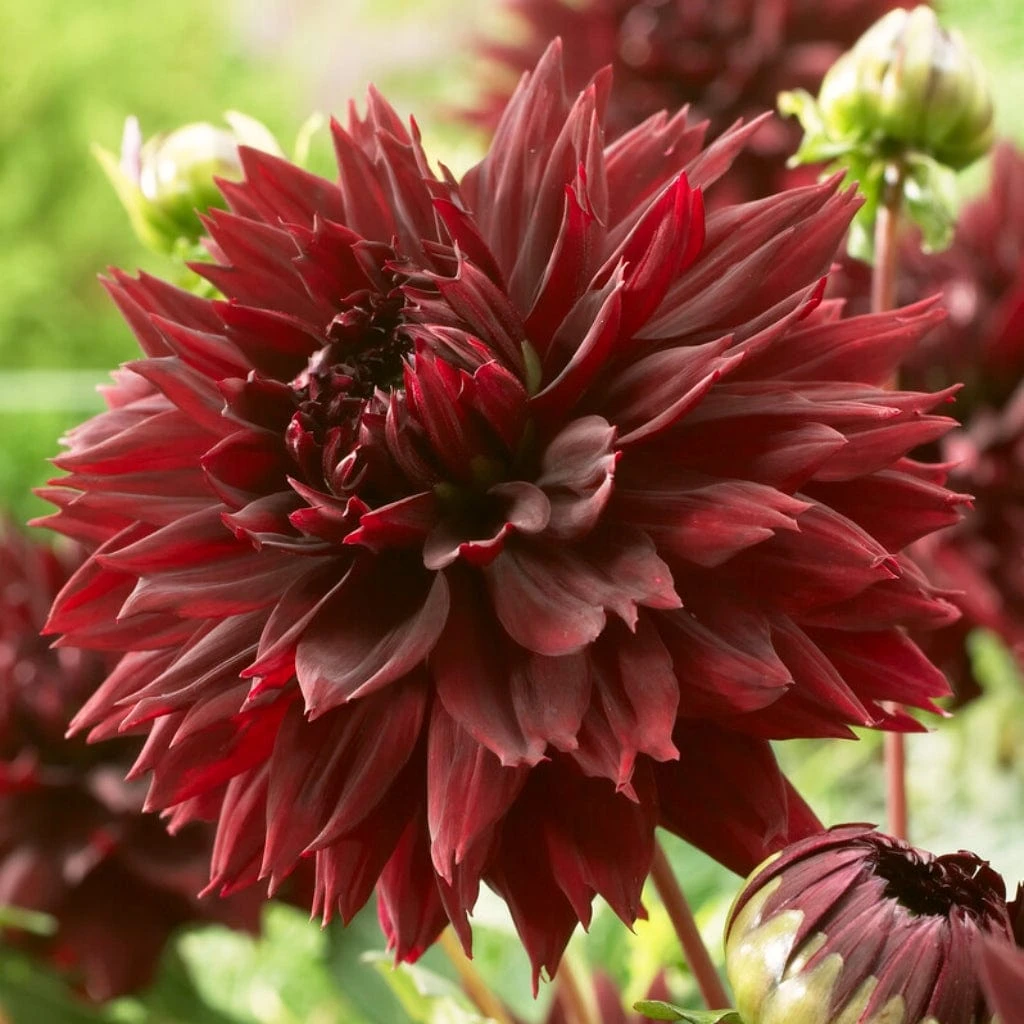 Dahlia 'Black Touch'