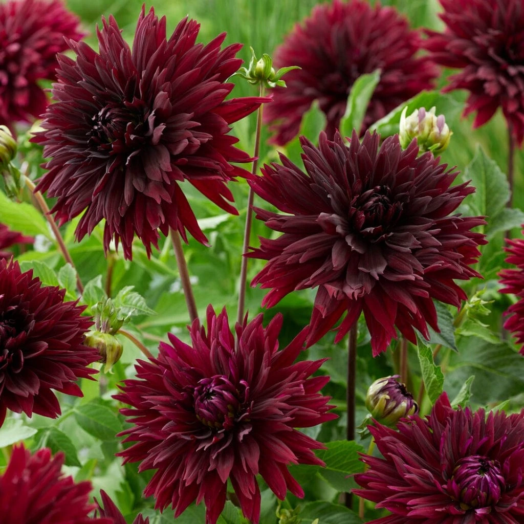 Dahlia 'Black Touch' - Image 3