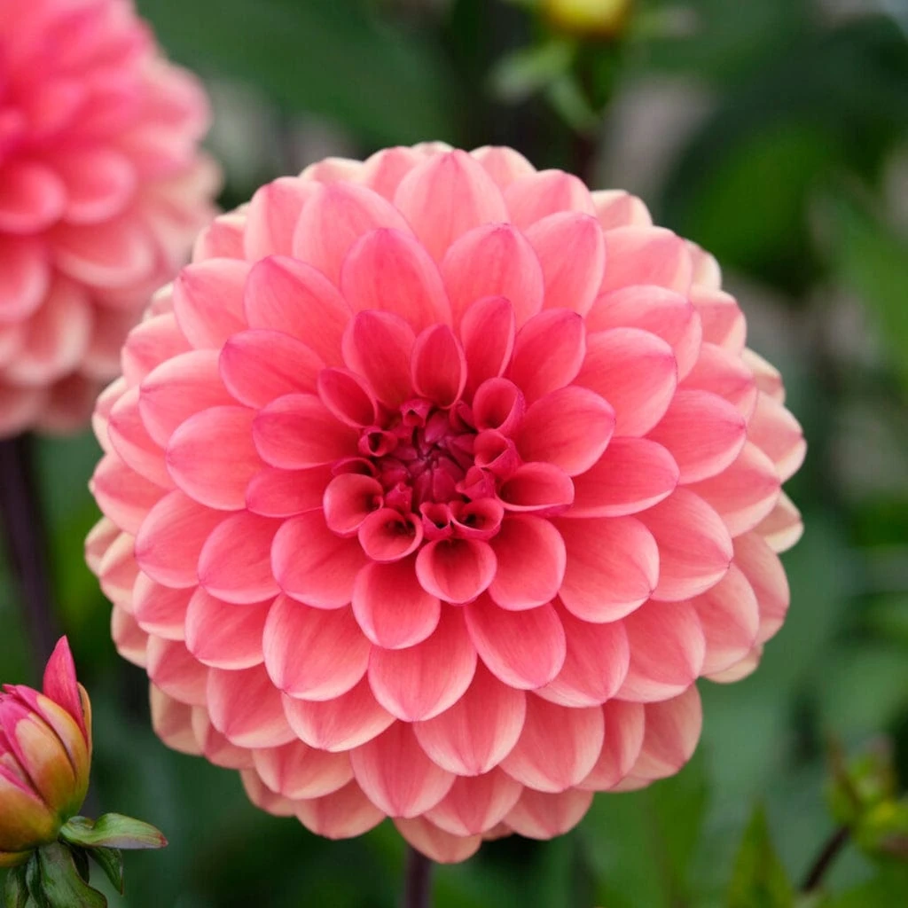 Dahlia 'Orange Girl' - Image 4