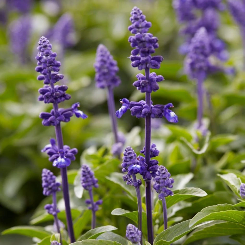 Spectacular Salvia Collection - Image 2
