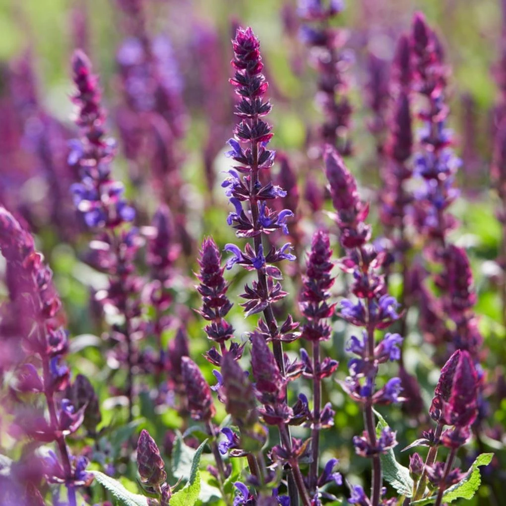 Spectacular Salvia Collection - Image 3