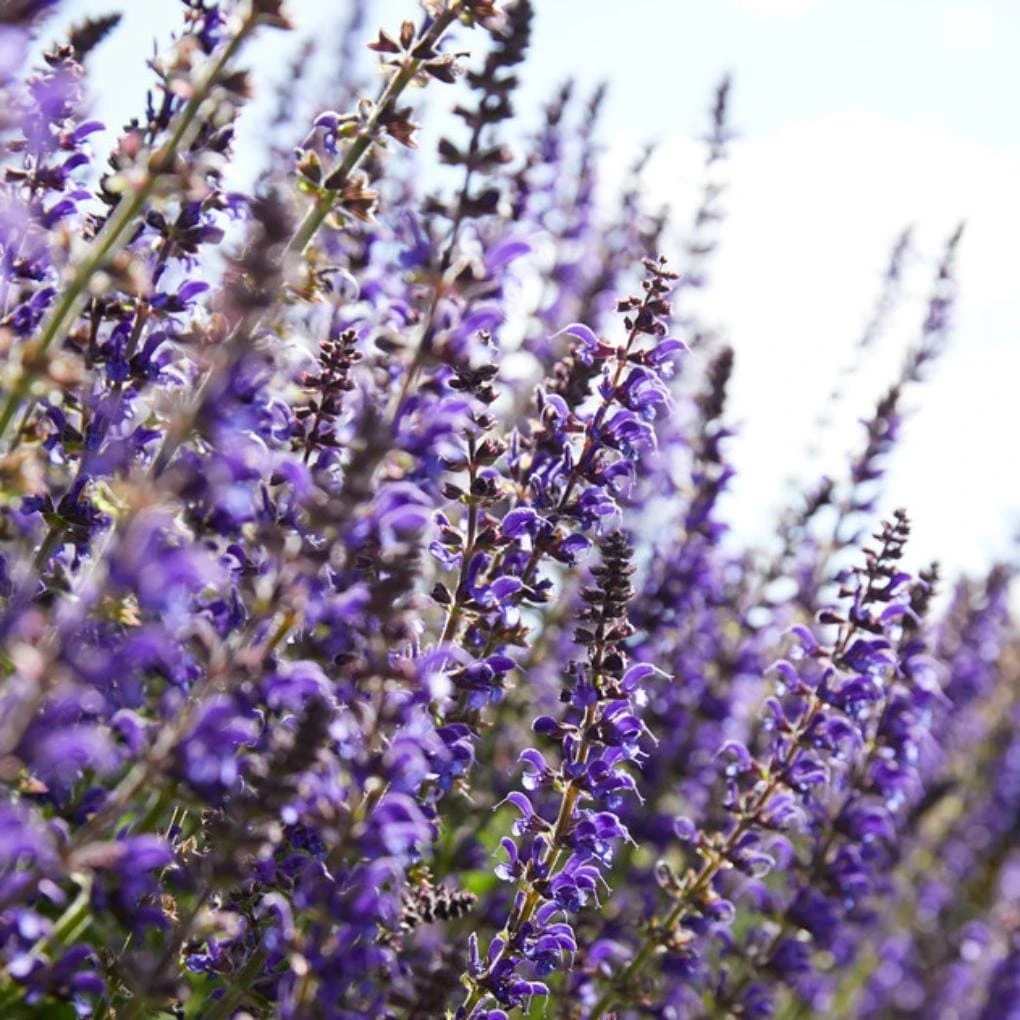 Spectacular Salvia Collection - Image 4
