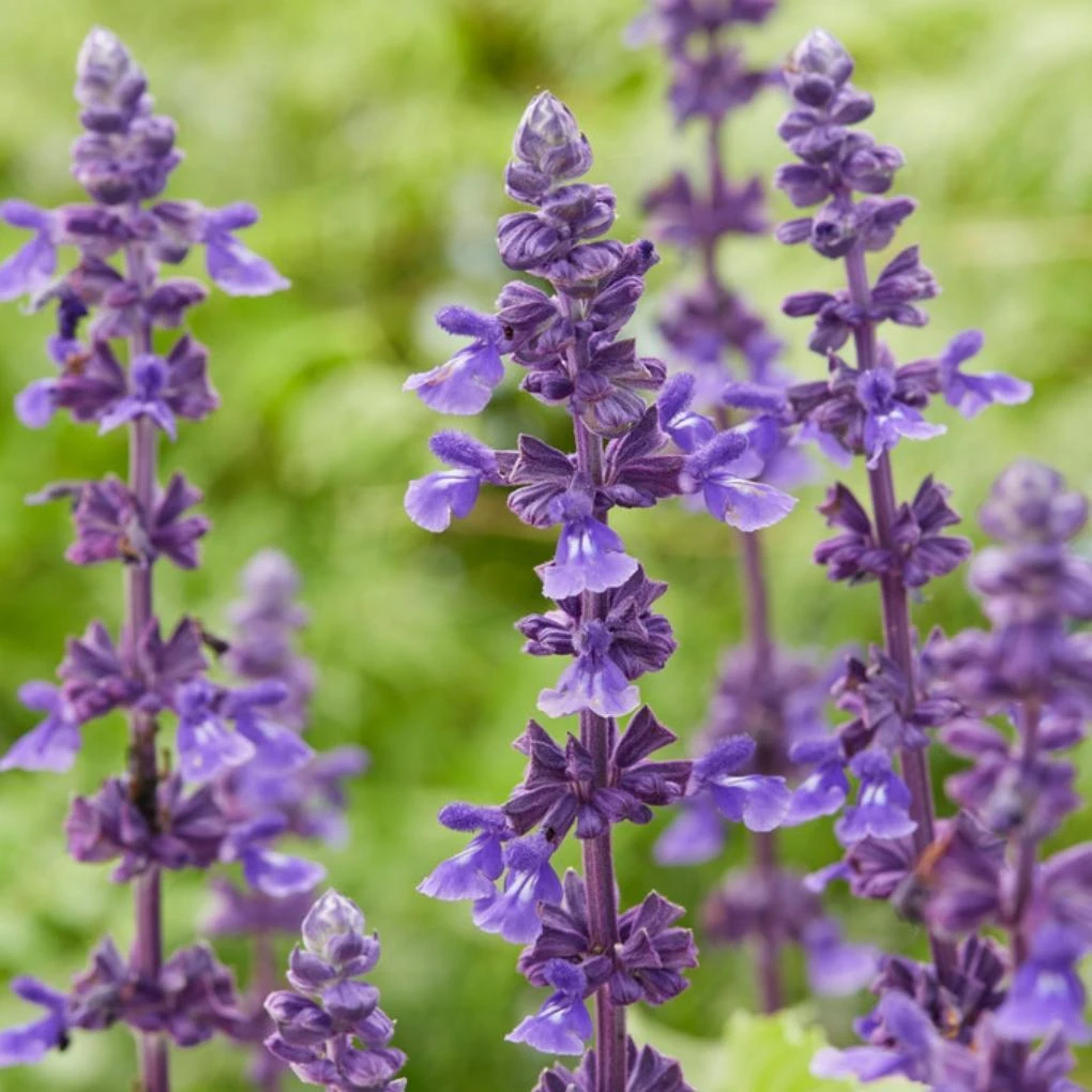 Spectacular Salvia Collection - Image 5
