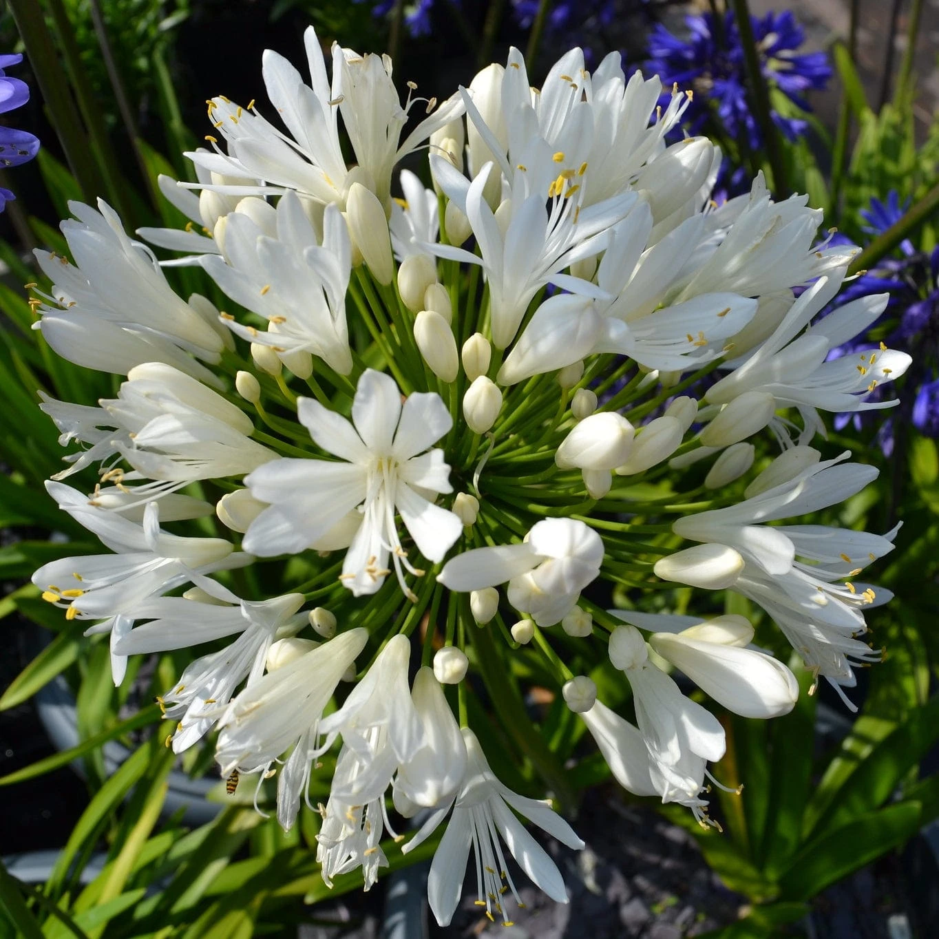 Stately Agapanthus Collection - Image 5