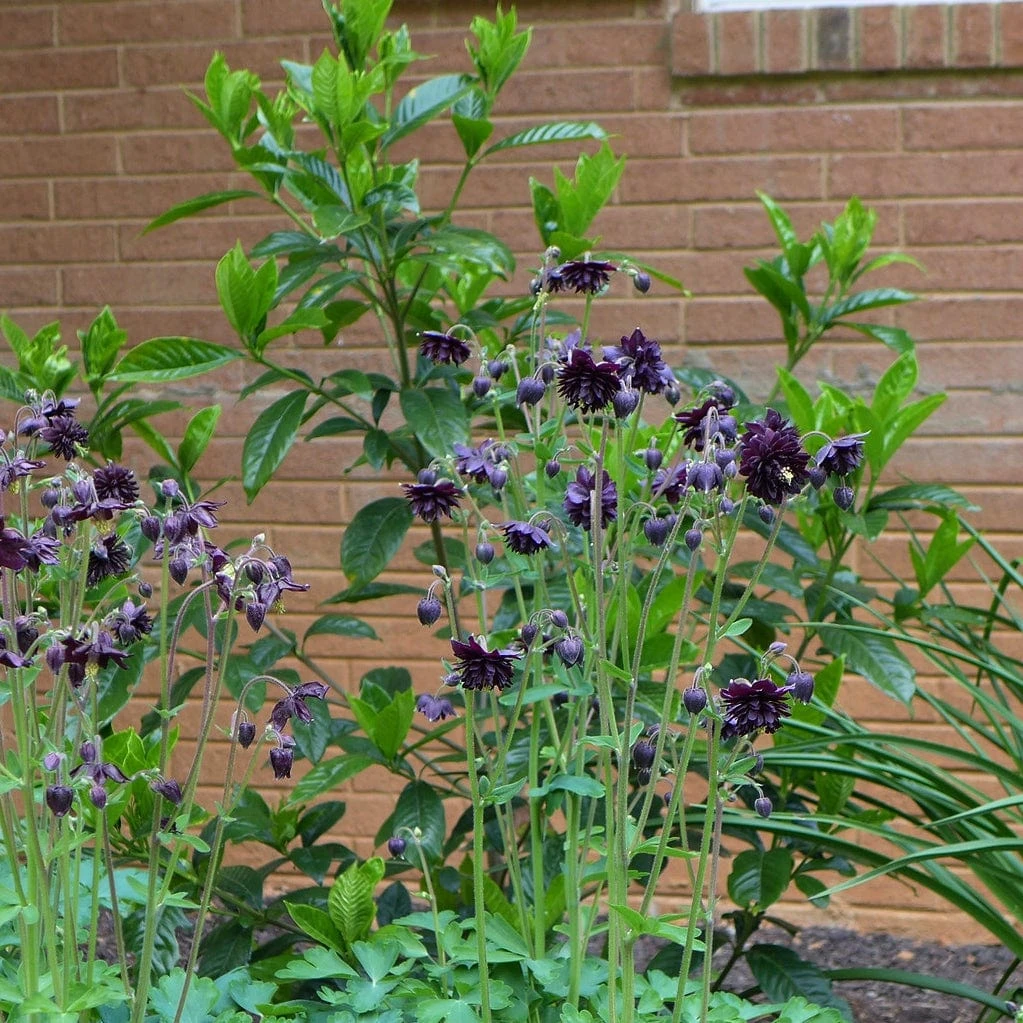Aquilegia 'Black Barlow' - Image 3