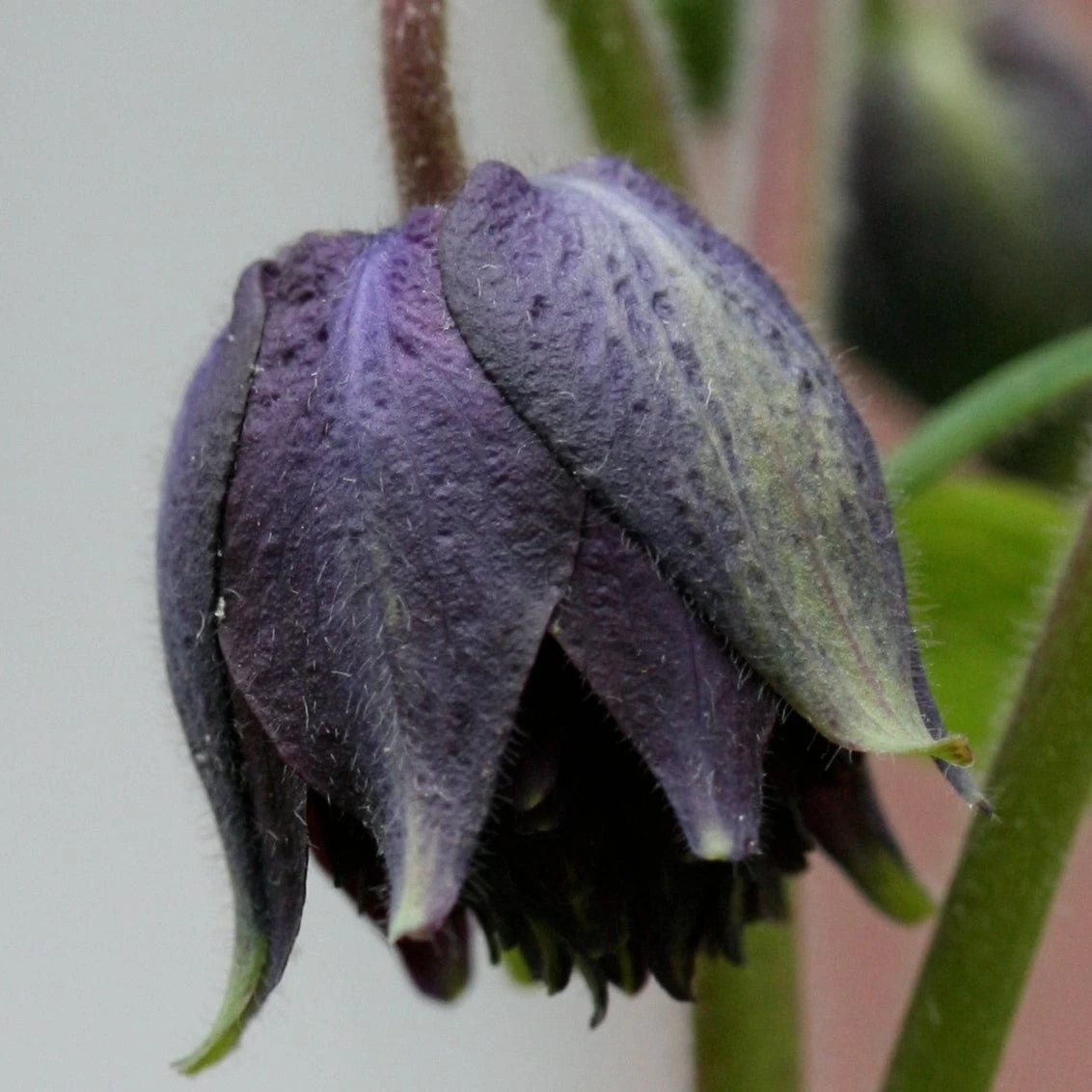 Aquilegia 'Black Barlow' - Image 4