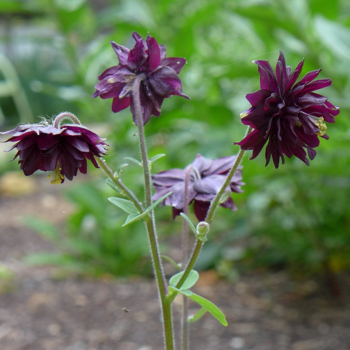 Aquilegia 'Black Barlow' - Image 5