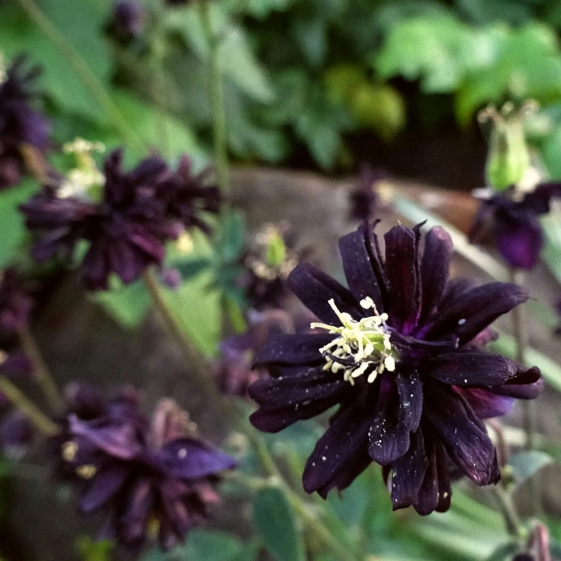 Aquilegia 'Black Barlow' - Image 6