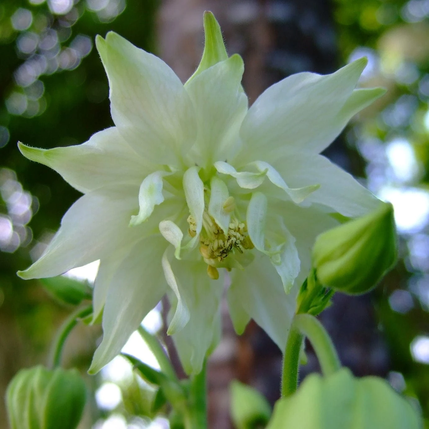 Aquilegia 'Green Apples'