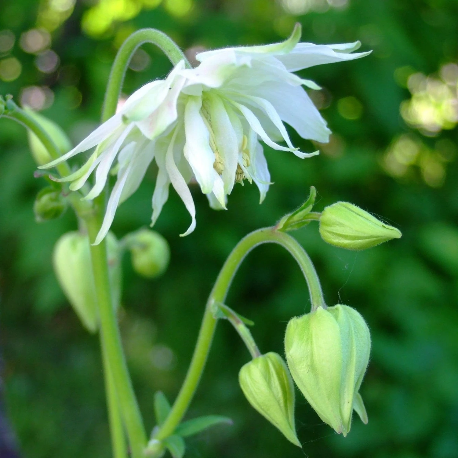 Aquilegia 'Green Apples' - Image 4