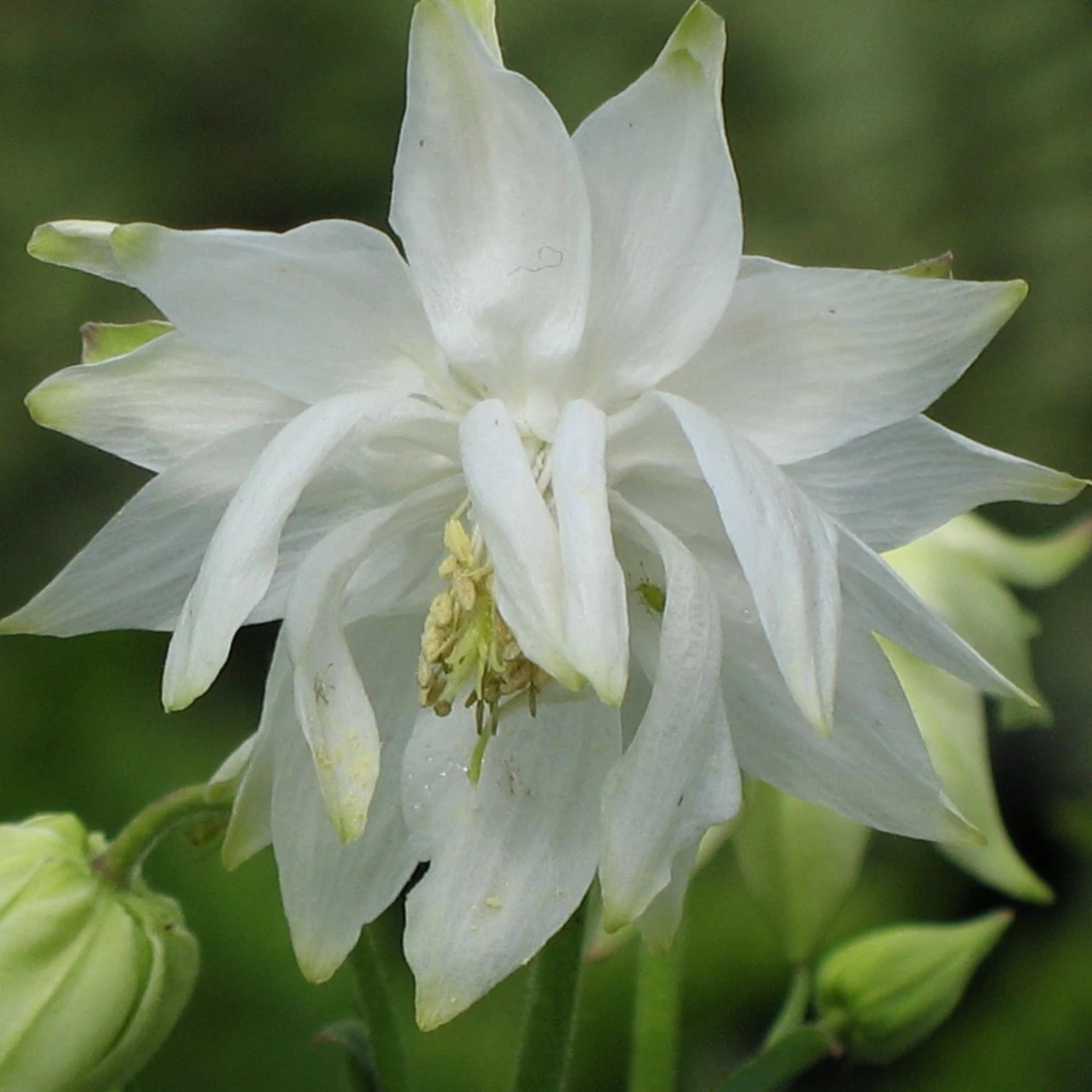 Aquilegia 'Green Apples' - Image 6