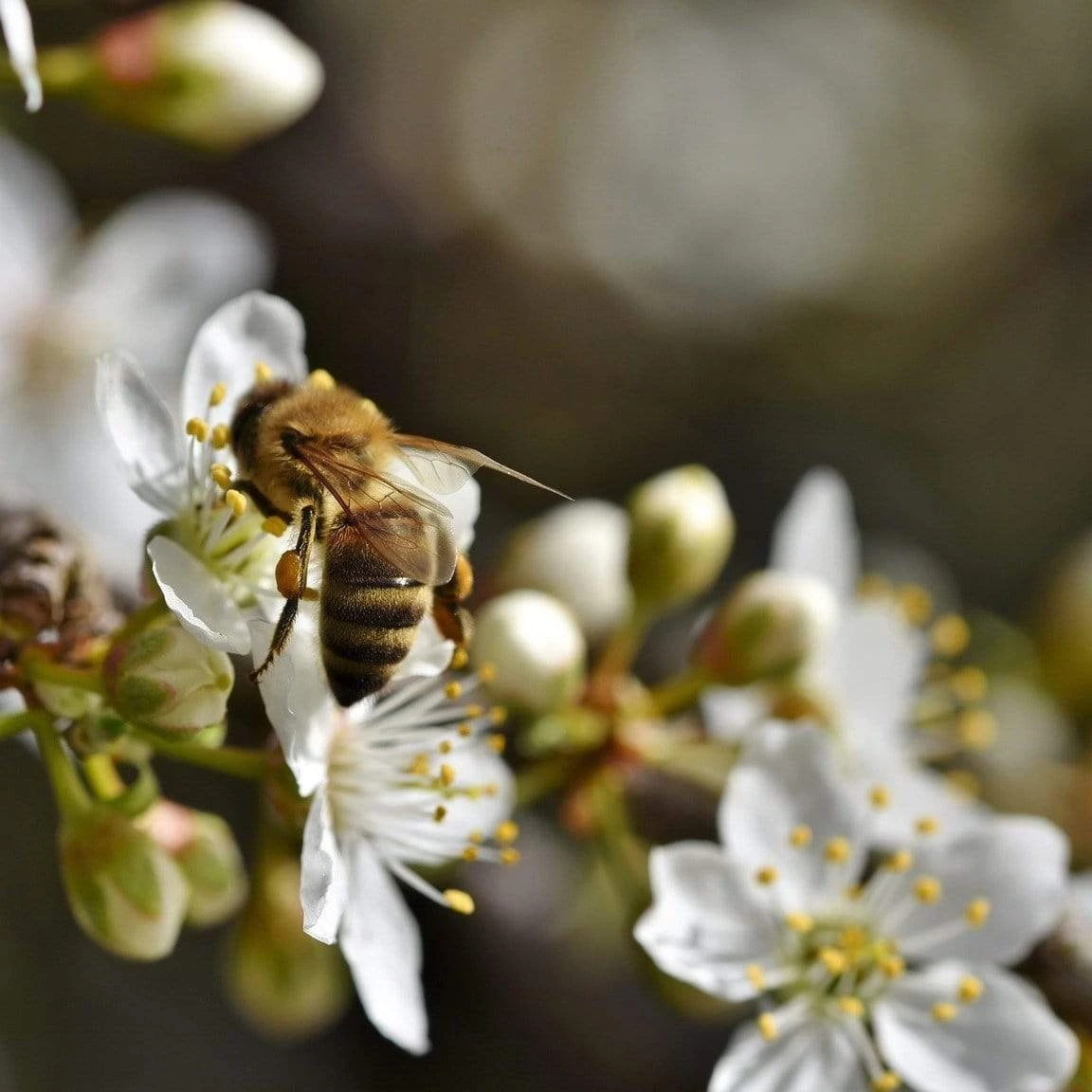Oullins Golden Gage Plum Tree - Image 4