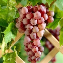 'Suffolk Red' Seedless Grape Vine