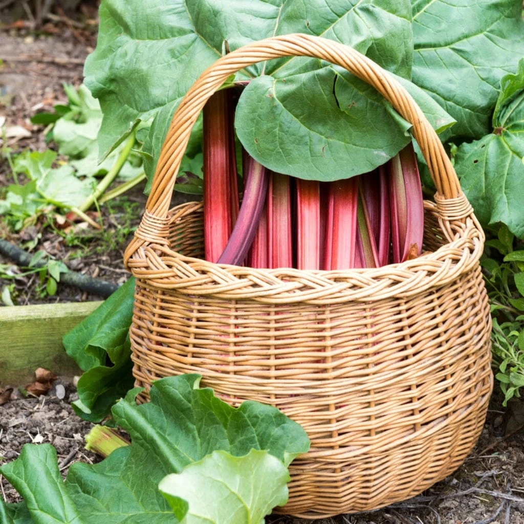 'Champagne' Rhubarb Plant - Image 2
